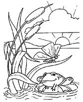 coloriage grenouille dans joli etang